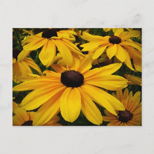 Schwarz-Mit Augen Susans Postkarte (Vorderseite)