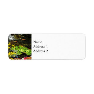 Schwarz-Mit Augen Susans von Koi Pond
