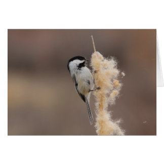 Schwarz-mit einer Kappe bedeckter Chickadee