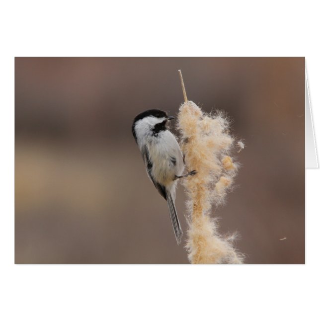 Schwarz-mit einer Kappe bedeckter Chickadee (Vorderseite (Horizontal))