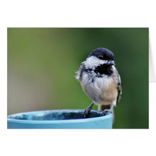 Schwarz-mit einer Kappe bedeckter Chickadee