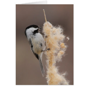 Schwarz-mit einer Kappe bedeckter Chickadee