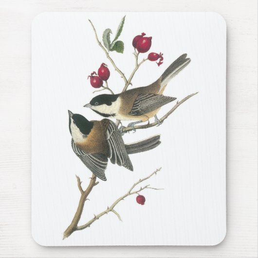 Schwarz-mit einer Kappe bedeckter Chickadee, John Mousepad (Vorne)