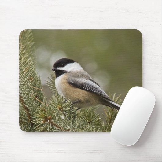 Schwarz-mit einer Kappe bedeckter Chickadee Mousepad (Mit Mouse)
