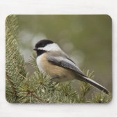 Schwarz-mit einer Kappe bedeckter Chickadee Mousepad (Vorne)