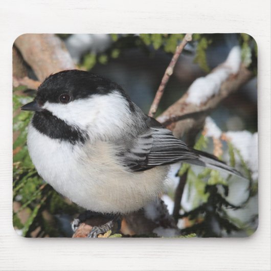 Schwarz-mit einer Kappe bedecktes Cickadee Mousepad (Vorne)