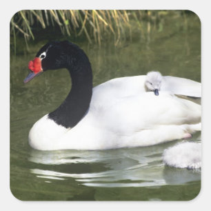 Schwarz-necked Schwan Erwachsener und Cygnets im Quadratischer Aufkleber