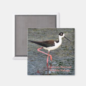 Schwarz-Necked Stilt Magnet (Vorderseite/Rückseite)