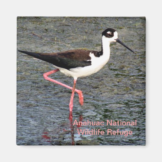 Schwarz-Necked Stilt Magnet (Vorne)