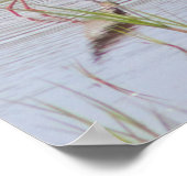 Schwarz-Necked Stilt Poster (Ecke)