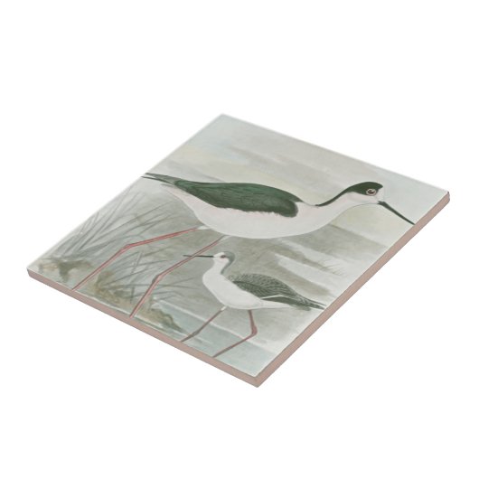 Schwarz-Neckeln am Wasser Fliese (Seite)