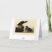 Schwarz oder Surf Duck von Audubons Vögeln von Ame Karte (Rückseite)