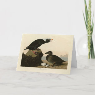 Schwarz oder Surf Duck von Audubons Vögeln von Ame Karte