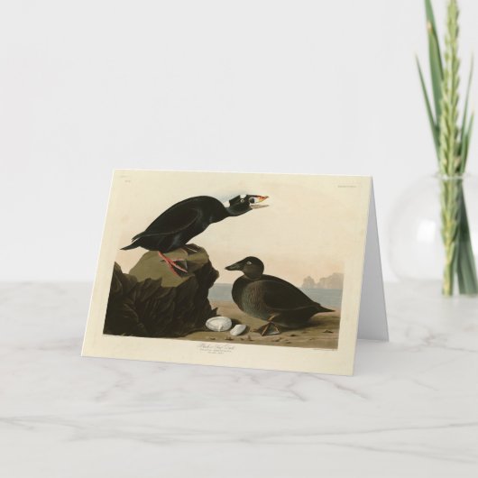 Schwarz oder Surf Duck von Audubons Vögeln von Ame Karte (Vorderseite)