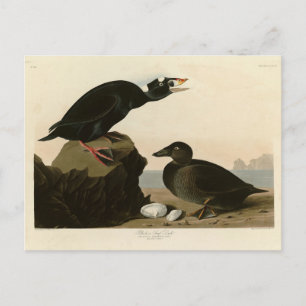 Schwarz oder Surf Duck von Audubons Vögeln von Ame Postkarte