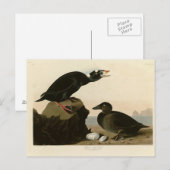 Schwarz- oder Surfente Postkarte (Vorne/Hinten)