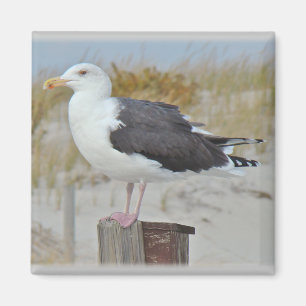 Schwarz-Rücken-Gull-Serie Magnet