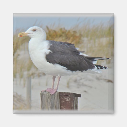 Schwarz-Rücken-Gull-Serie Magnet (Vorne)