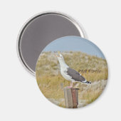 Schwarz-Rücken-Gull-Serie Magnet (Vorderseite/Rückseite)
