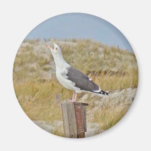 Schwarz-Rücken-Gull-Serie Magnet (Vorne)