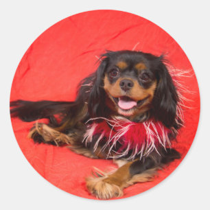 Schwarz-Tan-Cavalier-King-Charles in Roter Aufkleb Runder Aufkleber