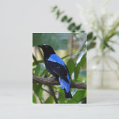 Schwarz und Blau Postkarte (Stehend Vorderseite)