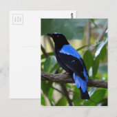 Schwarz und Blau Postkarte (Vorne/Hinten)