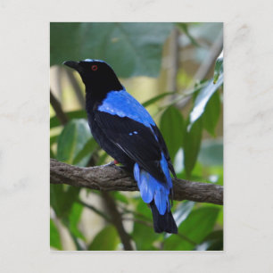 Schwarz und Blau Postkarte