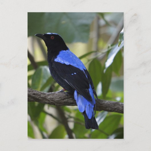 Schwarz und Blau Postkarte (Vorderseite)