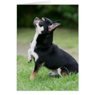 Schwarz und Cream Chihuahua