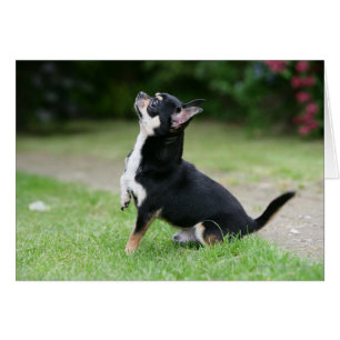 Schwarz und Cream Chihuahua