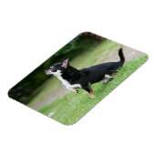 Schwarz und Cream Chihuahua Magnet (Linke Seite)