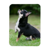 Schwarz und Cream Chihuahua Magnet (Vertikal)