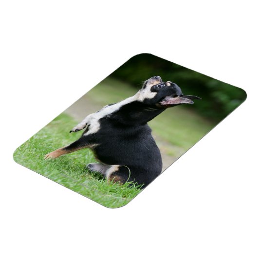 Schwarz und Cream Chihuahua Magnet (Linke Seite)