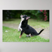 Schwarz und Cream Chihuahua Poster (Vorne)