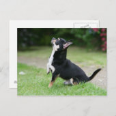 Schwarz und Cream Chihuahua Postkarte (Vorne/Hinten)