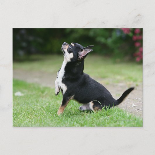 Schwarz und Cream Chihuahua Postkarte (Vorderseite)
