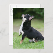 Schwarz und Cream Chihuahua Postkarte (Vorne/Hinten)