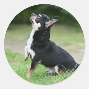 Schwarz und Cream Chihuahua Runder Aufkleber