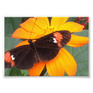 schwarz und orange fotodruck