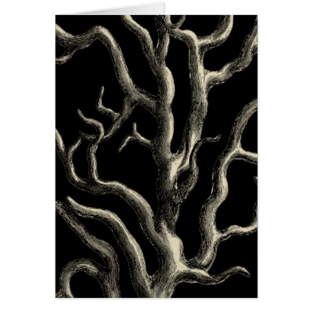 Schwarz und Tan Coral (Vorne)