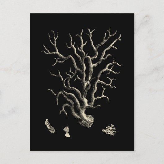 Schwarz und Tan Coral Postkarte (Vorderseite)