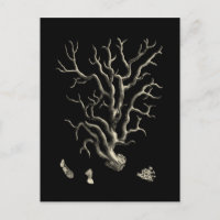 Schwarz und Tan Coral