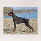Schwarz und Tan Doberman Pinscher an der Küste Puzzle (Horizontal)