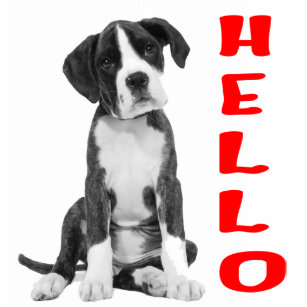 Boxerhund Aufkleber Zazzle De