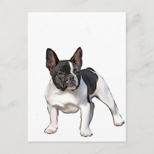 SCHWARZ UND WEISS FRANZÖSISCHER BULLDOG POSTKARTE