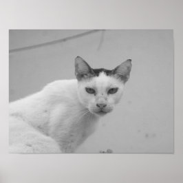 Schwarz und Weiß - Katze 02 Poster