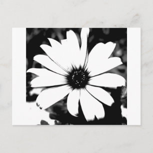 Schwarz und Weiß Postkarte