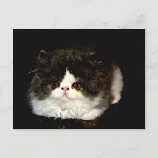 Schwarz und Weiß Postkarte (Vorderseite)