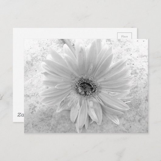 Schwarz und Weiß Postkarte (Vorne/Hinten)